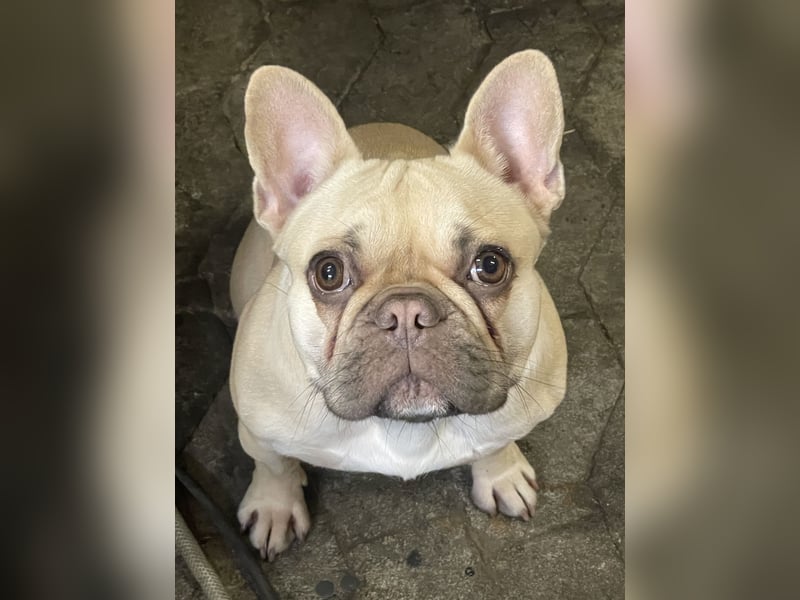 Französische Bulldogge choco Fawn