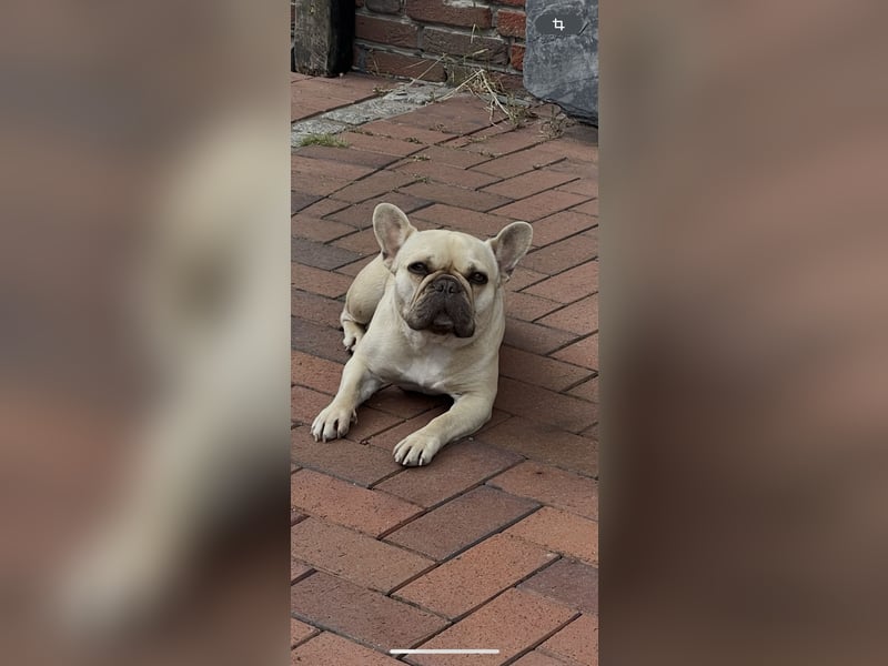 Französische Bulldogge choco Fawn