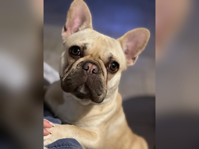 Französische Bulldogge choco Fawn