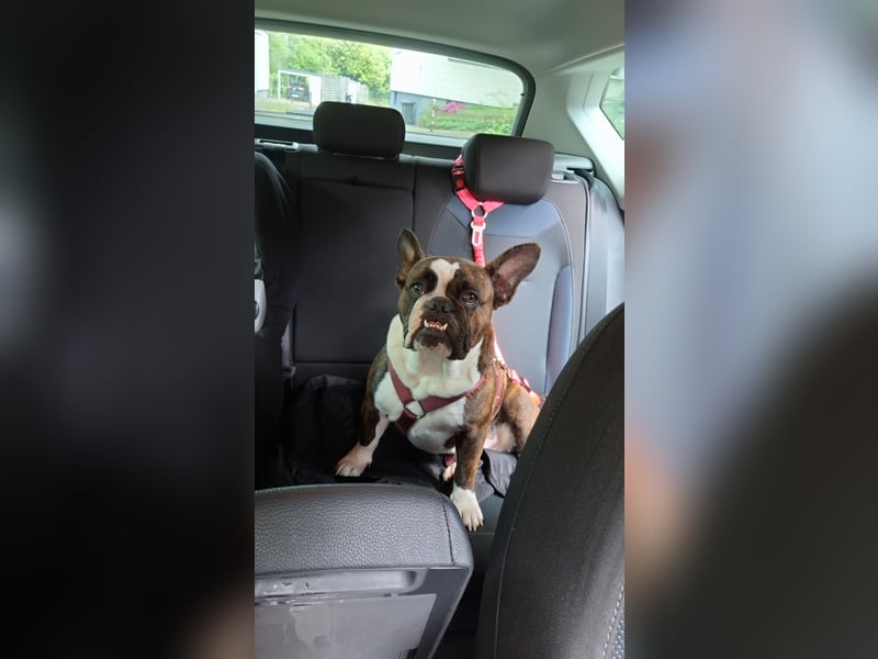 Französische Englische Bulldogge