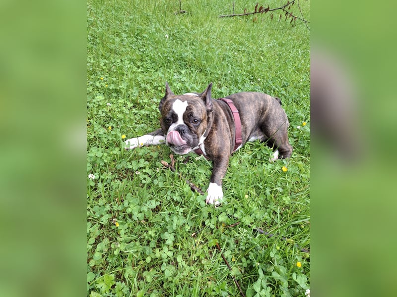 Französische Englische Bulldogge