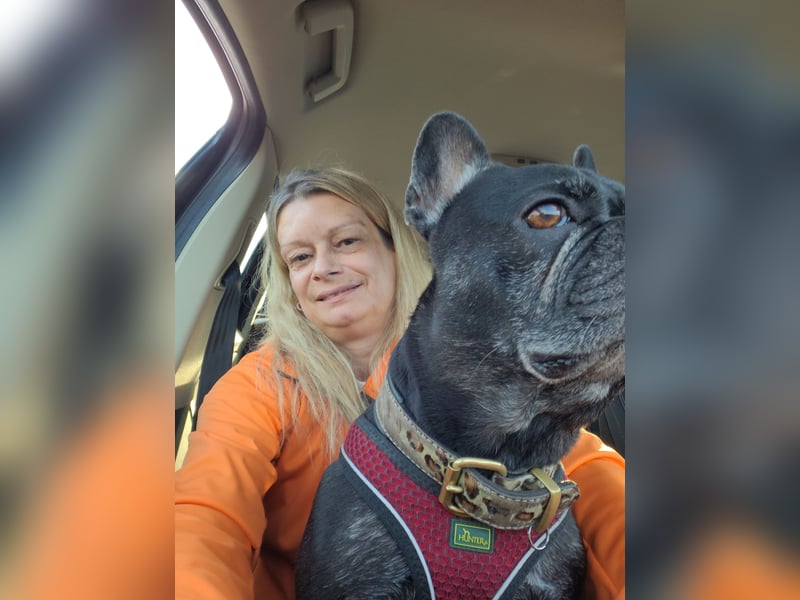 Französische Bulldogge Wurfankündigung