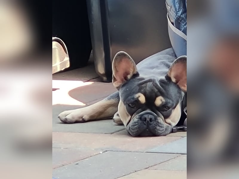 Französische Bulldogge Wurfankündigung