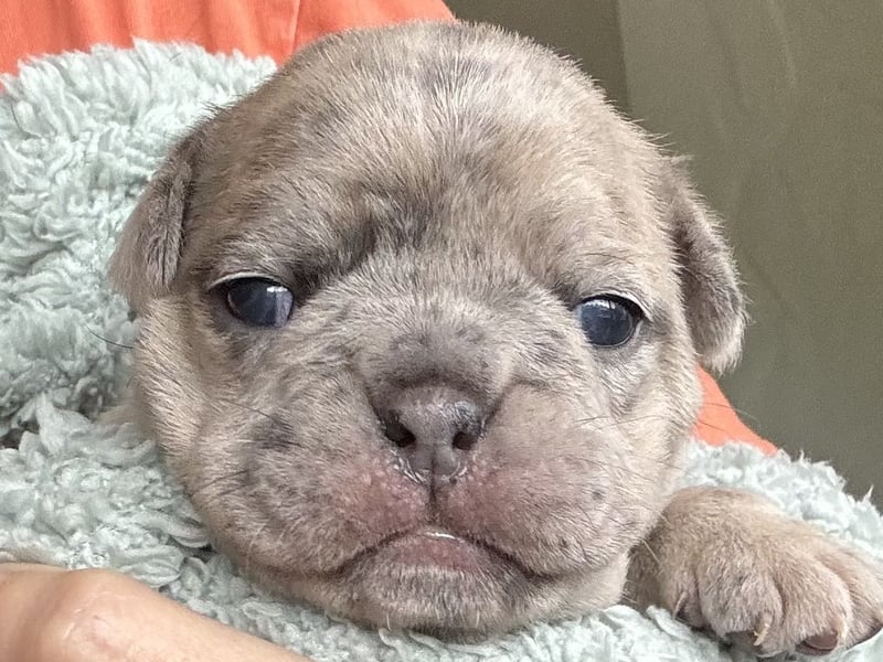 Diva in Blue fawn Merle