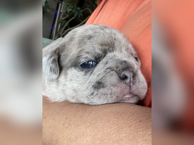 Diva in Blue fawn Merle