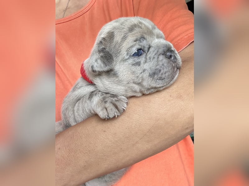 Donna in Blue fawn Merle
