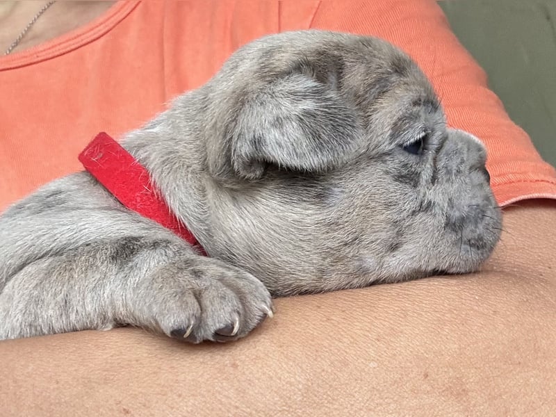 Donna in Blue fawn Merle