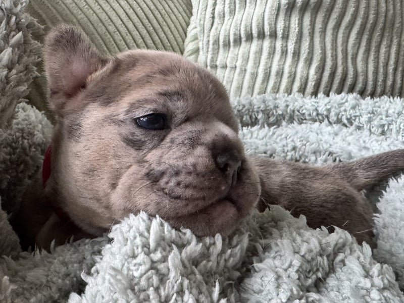 Donna in Blue fawn Merle