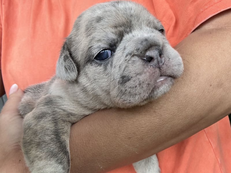 Diva in Blue fawn Merle