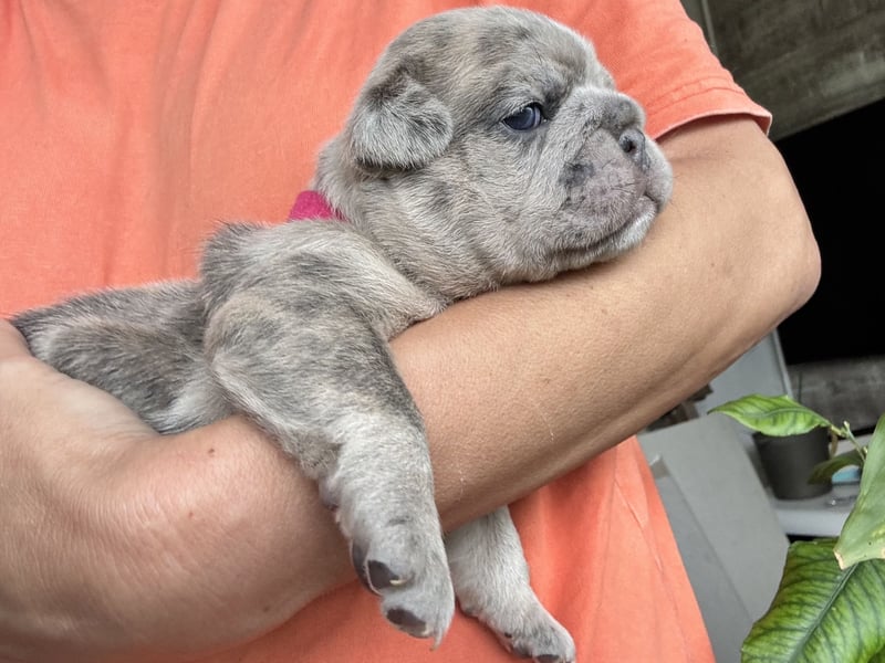 Diva in Blue fawn Merle
