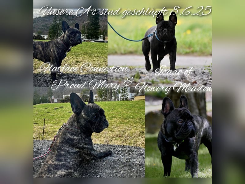 Französische Bulldoggen Welpen mit FCI Papieren