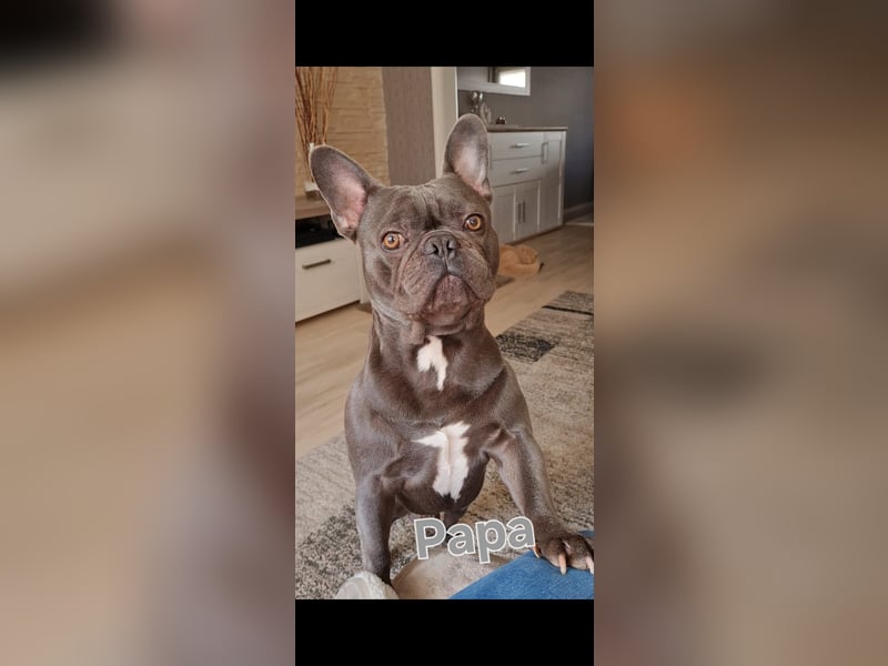 Französische bulldoggen welpen