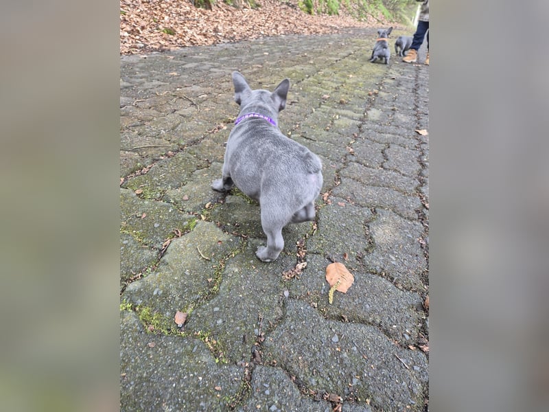 Französische bulldoggen welpen