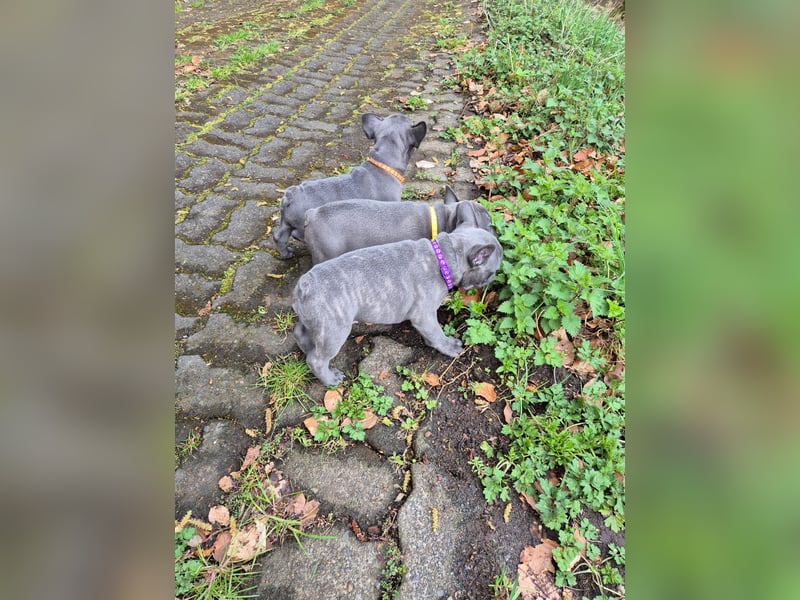 Französische bulldoggen welpen