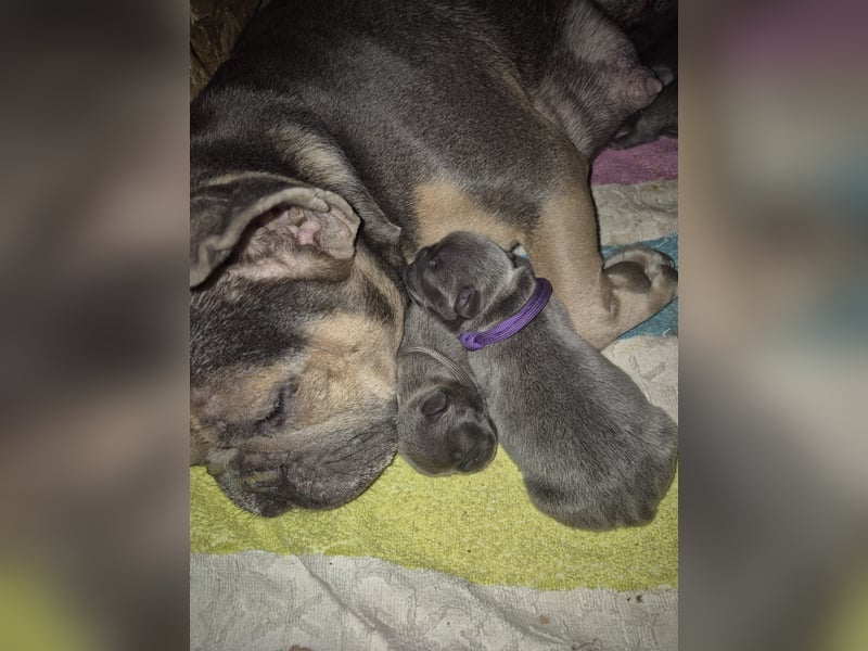 Französische bulldoggen welpen