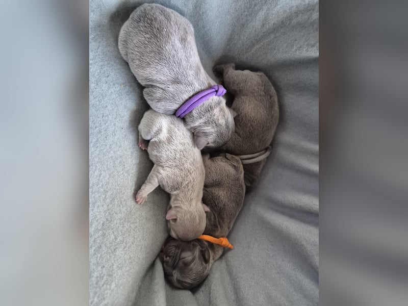 Französische bulldoggen welpen