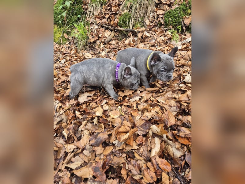 Französische bulldoggen welpen
