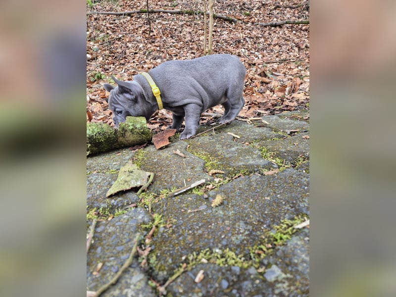 Französische bulldoggen welpen