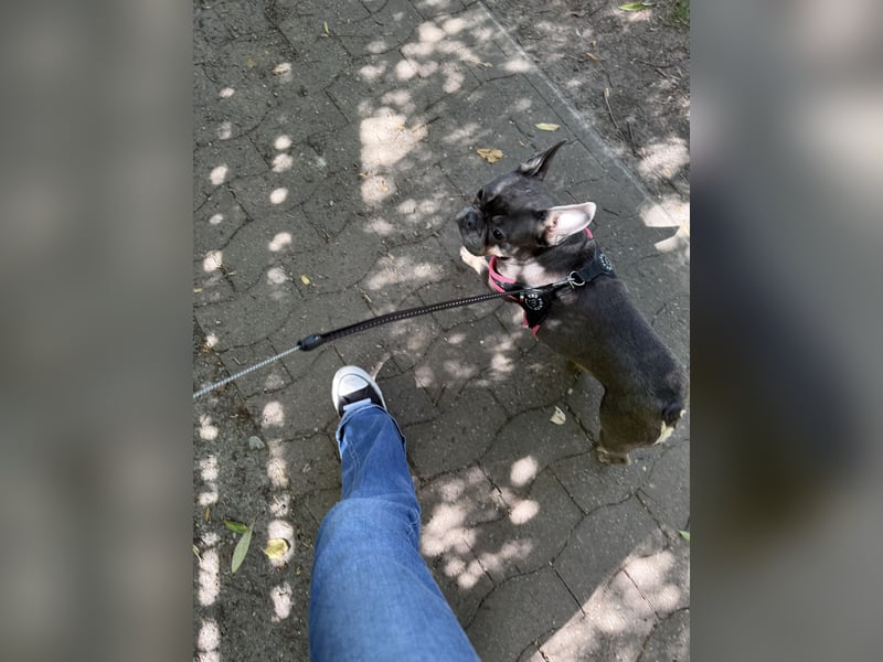 Französische Bulldogge, sehr lieb, 2 Jahre alt