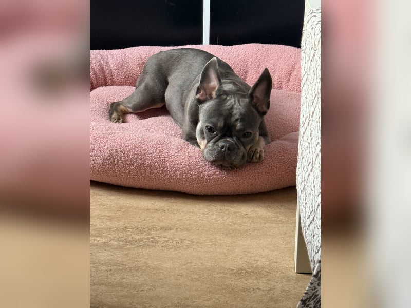 Französische Bulldogge, sehr lieb, 2 Jahre alt