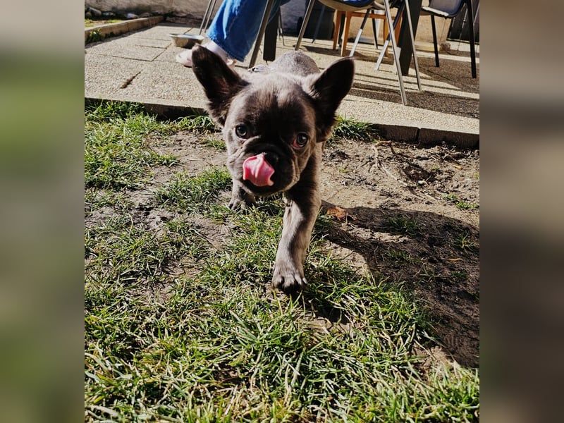 Französische Bulldogge Welpe Fluffy Blue Tan