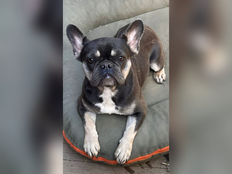 Französische Bulldogge Blue Tan