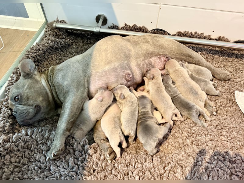 Gesunde Sportliche Französische Bulldog Hündin aus Familienzucht!