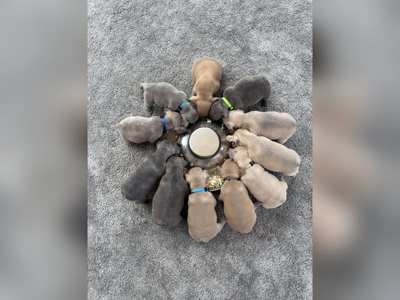 Sportliche Gesunde Französische Bulldoggen aus seriöser Familienzucht!