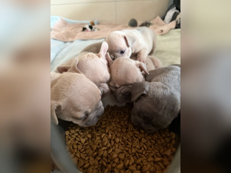 Sportliche Gesunde Französische Bulldoggen aus seriöser Familienzucht!