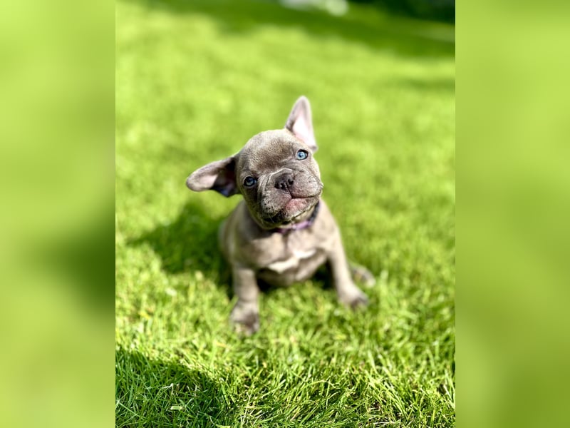 Gesunde Sportliche Französische Bulldog Hündin aus Familienzucht!