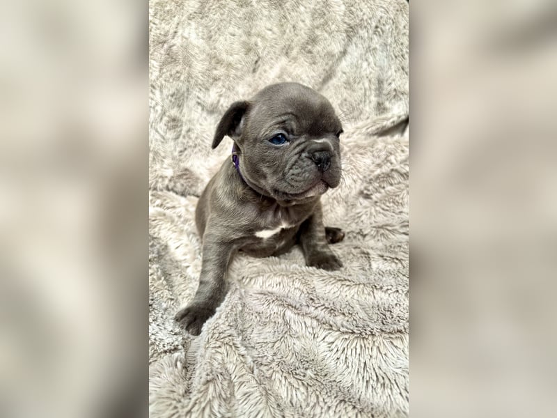 Gesunde Sportliche Französische Bulldog Hündin aus Familienzucht!