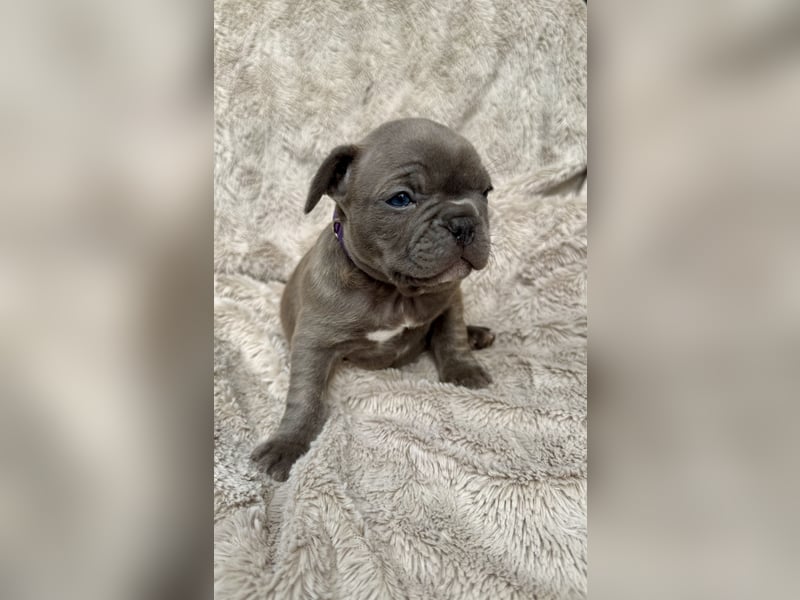 Gesunde Sportliche Französische Bulldoggen aus Familienzucht!