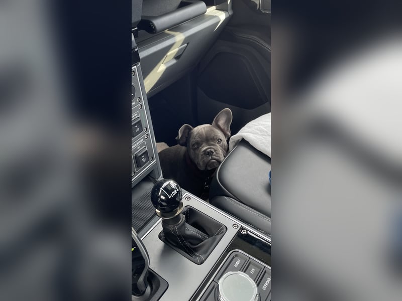 Französische Bulldogge