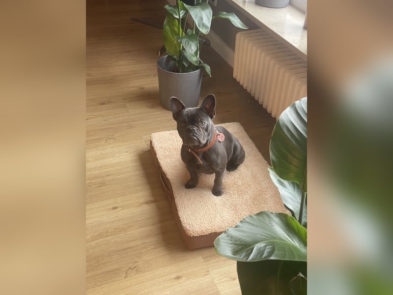 Französische Bulldogge
