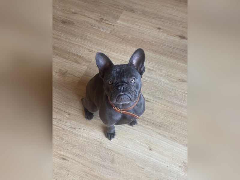 Französische Bulldogge