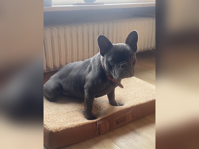 Französische Bulldogge