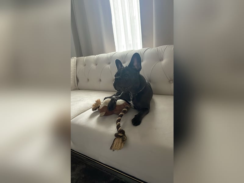 Französische Bulldogge
