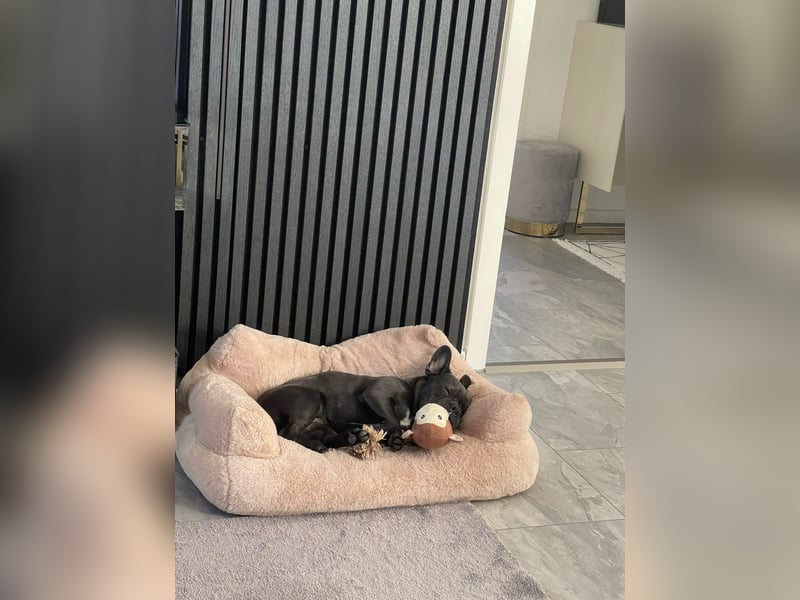 Französische Bulldogge
