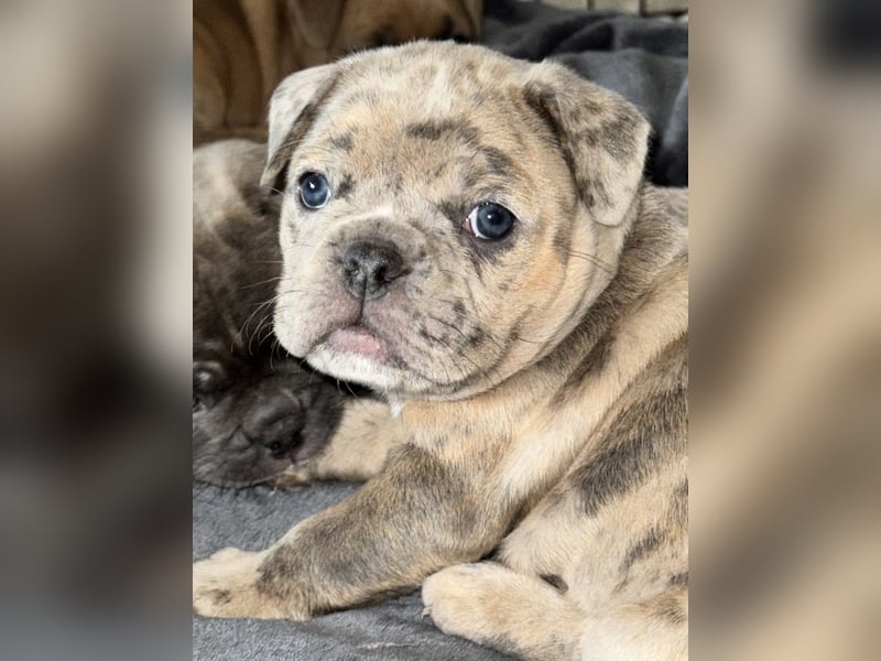 Old Frenglish Bulldog , alternativ Bulldogge Welpen ( Frenchie x OEB ) mit Papieren