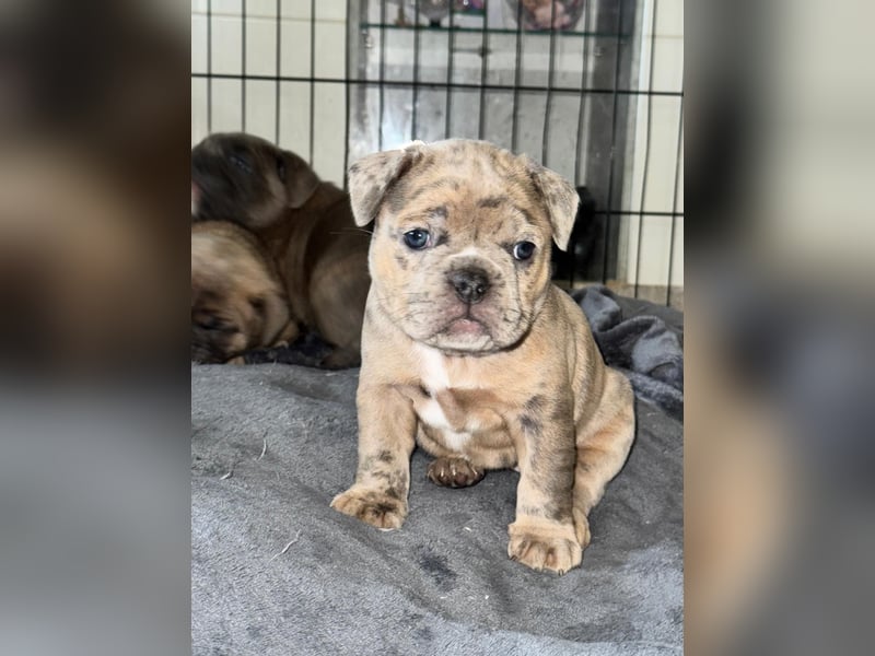 Old Frenglish Bulldog , alternativ Bulldogge Welpen ( Frenchie x OEB ) mit Papieren