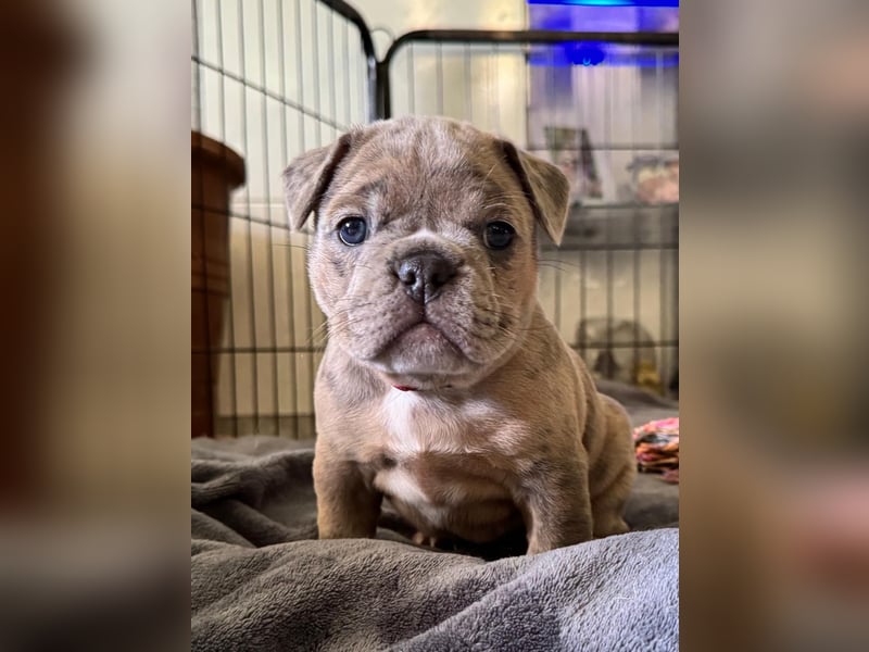 Old Frenglish Bulldog , alternativ Bulldogge Welpen ( Frenchie x OEB ) mit Papieren