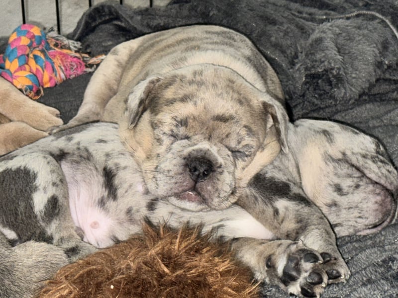 Old Frenglish Bulldog , alternativ Bulldogge Welpen ( Frenchie x OEB ) mit Papieren