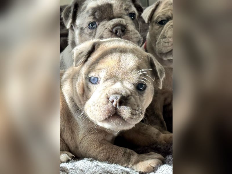 Old Frenglish Bulldog , alternativ Bulldogge Welpen ( Frenchie x OEB ) mit Papieren