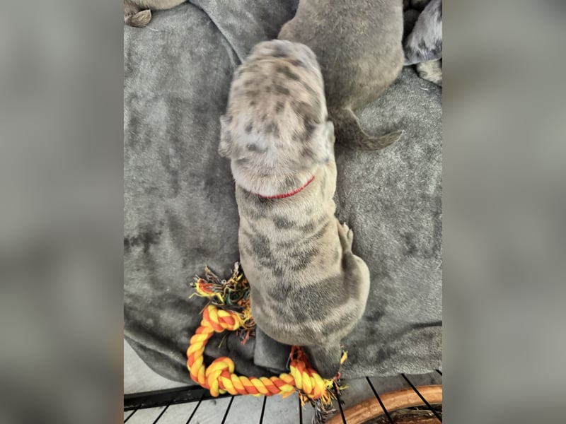 Old Frenglish Bulldog , alternativ Bulldogge Welpen ( Frenchie x OEB ) mit Papieren