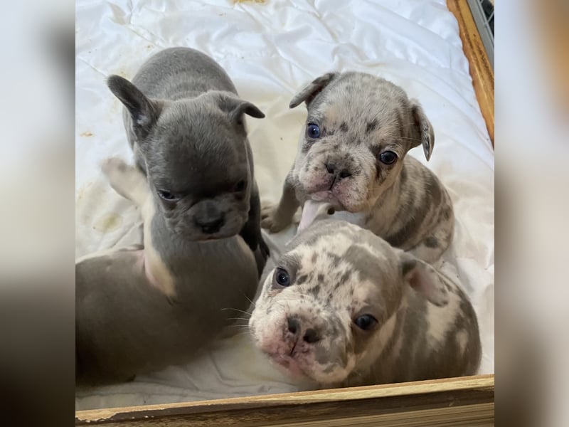 Französische Bulldogge Welpen Lilac Merle Tan