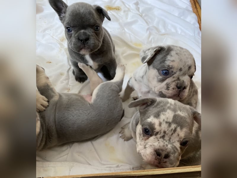 Französische Bulldogge Welpen Lilac Merle Tan