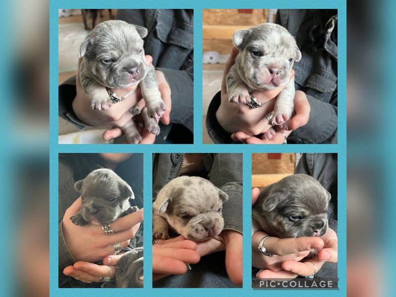 Französische Bulldogge Welpen Lilac Merle Tan
