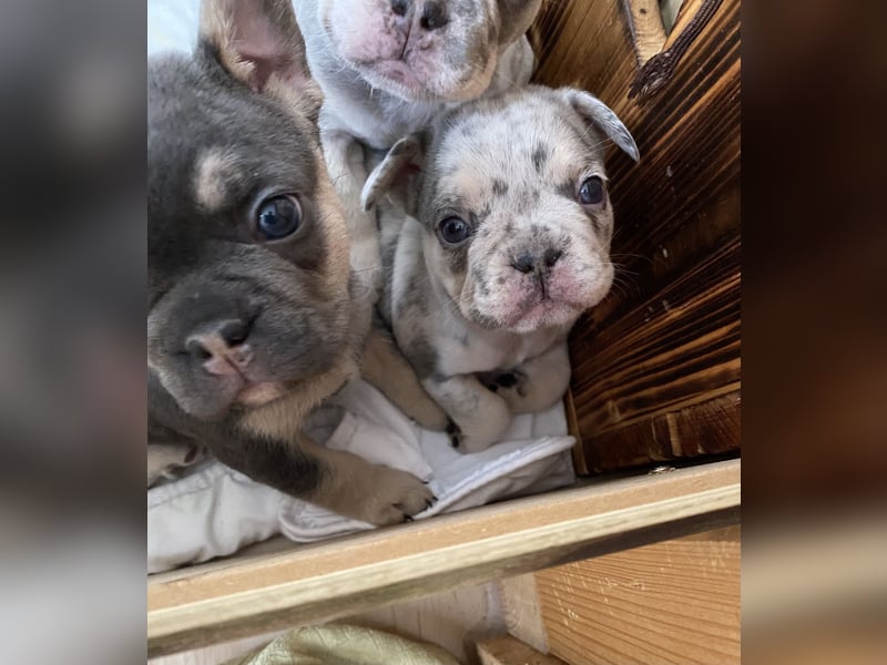 Französische Bulldogge Welpen Lilac Merle Tan
