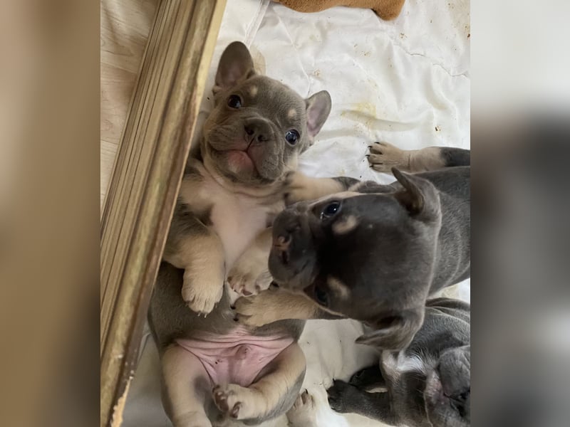 Französische Bulldogge Welpen Lilac Merle Tan