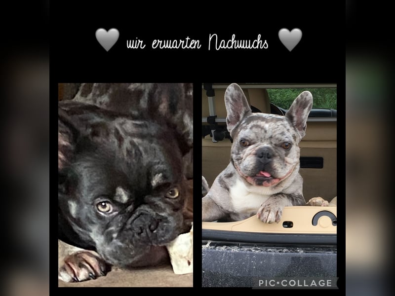 Französische Bulldogge Welpen Lilac Merle Tan